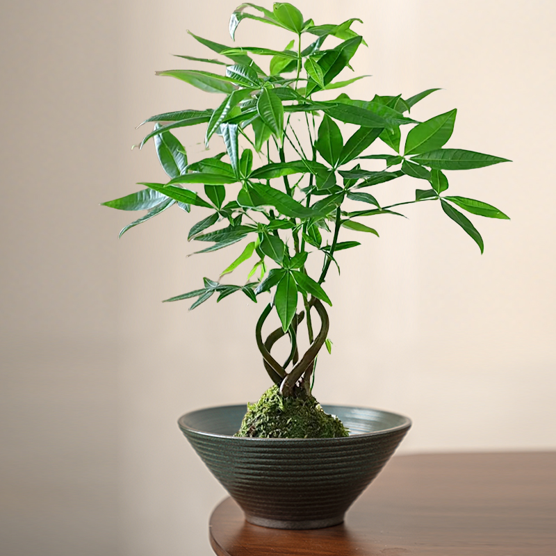 简约中式托盘蕨类植物专用盆陶瓷水培器皿实用苔藓球花盆创意盆栽