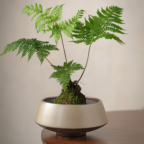 清仓处理无孔水培器皿苔藓球花盆多功能创意托盘蕨类植物专用盆