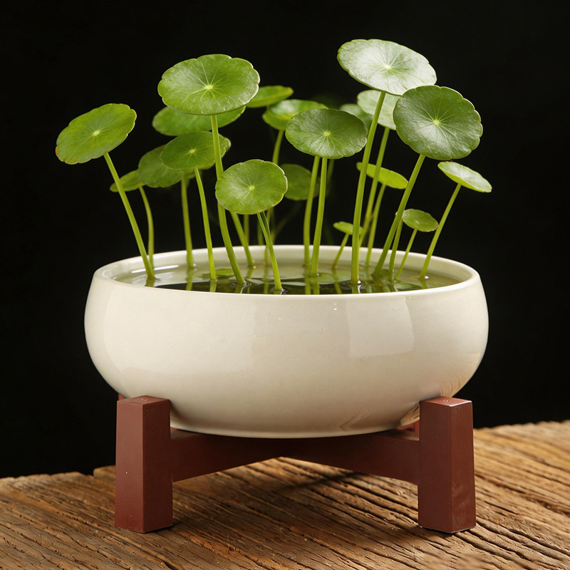 铜钱草睡莲一叶莲碗莲金钱草专用盆无孔水仙花盆水培花盆陶瓷大号