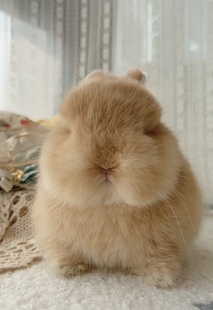 双血统侏儒兔幼兔小兔子