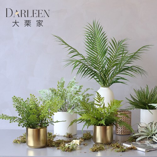 蕨类盆栽小多少钱 蕨类盆栽小价格 小麦优选