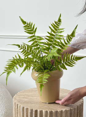 ladylike仿真绿植蕨类盆栽植物北欧室内客厅桌面假花装饰盆景摆件