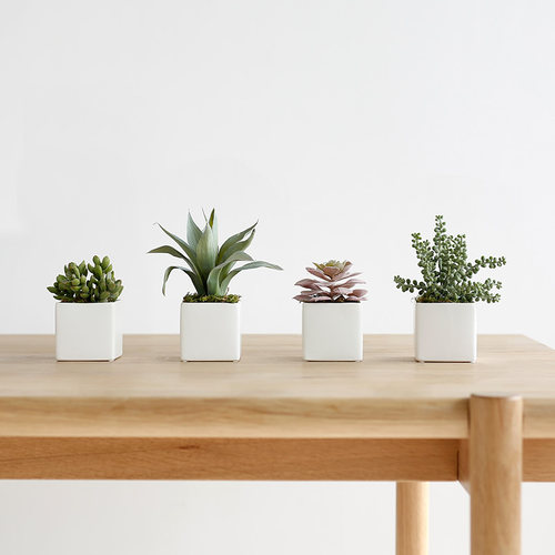 多肉植物室内迷你组合盆栽