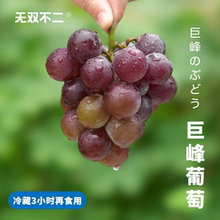 5日排！无双不二浙江浦江巨峰葡萄当季时令新鲜水果孕妇整串顺丰