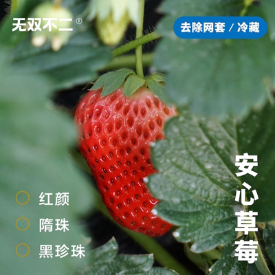 无双不二2025年凉山草莓季开始啦