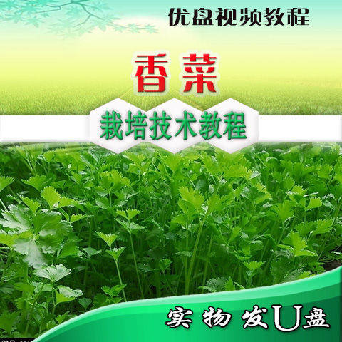 香菜种植方法露地香菜反季节栽培技术U盘视频教程施肥病虫害防治