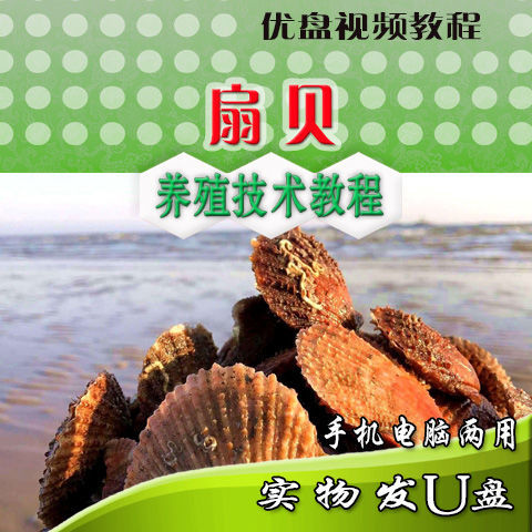 扇贝人工养殖技术苗种培育繁育孵化培育U盘视频教程成贝筏式养成