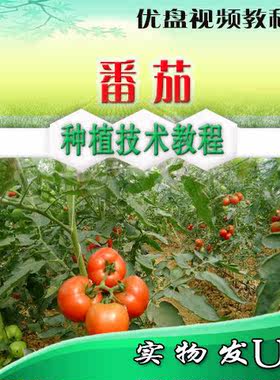 樱桃番茄栽培技术U盘视频教程 香蕉番茄大棚露地栽培病害防治