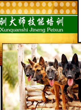 养狗驯犬技能培训教程 驯狗技术 宠物狗饲养与训练U盘视频教材