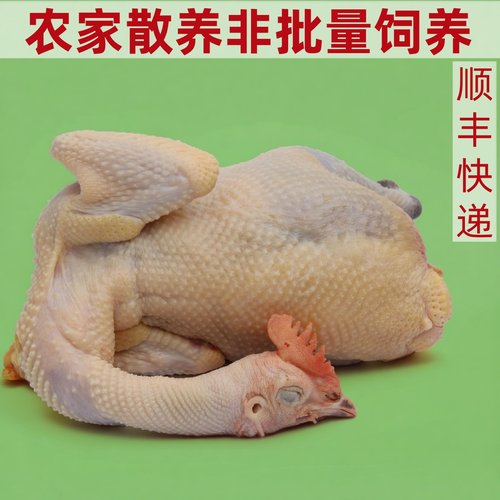 农家散养土鸡老母鸡3年走地鸡笨草鸡活鸡现杀煲汤滋补月子鸡柴鸡