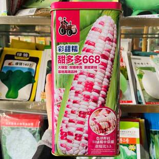 甜多多668彩甜糯玉米种子口感好薄皮甜糯大棒高产抗病商品佳春播L