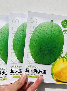 科望超大菠萝蜜西瓜种子籽早熟皮薄瓤黄脆汁香甜果实短椭圆易坐果