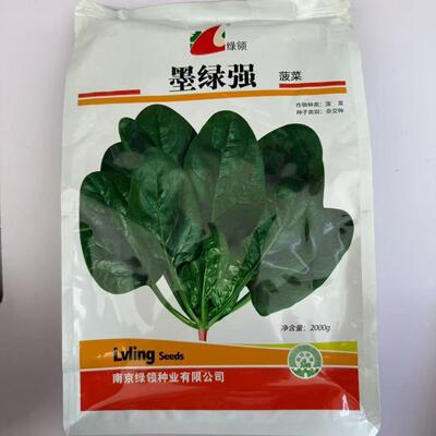 绿领墨绿强中早熟杂交菠菜种子叶色深绿半圆叶肉厚直立性好春秋播