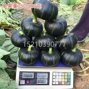 日本甜面南瓜种CKN子晋科二号农家阳台季菜春秋四播种高园产蔬菜