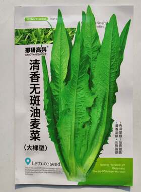 清香无斑油麦菜种子耐热寒鲜嫩清香庭院盆栽四季春季秋冬夏蔬菜子