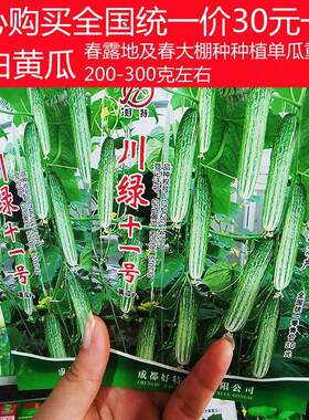 春季播黄瓜种籽早熟高产川绿十一号无苦味黄瓜高产田园蔬菜种子孑