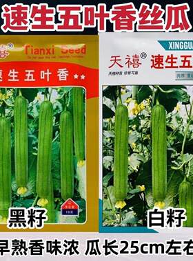 天禧速生五叶香丝瓜种子白籽早熟肉厚香丝瓜种籽黑籽高产水瓜种籽