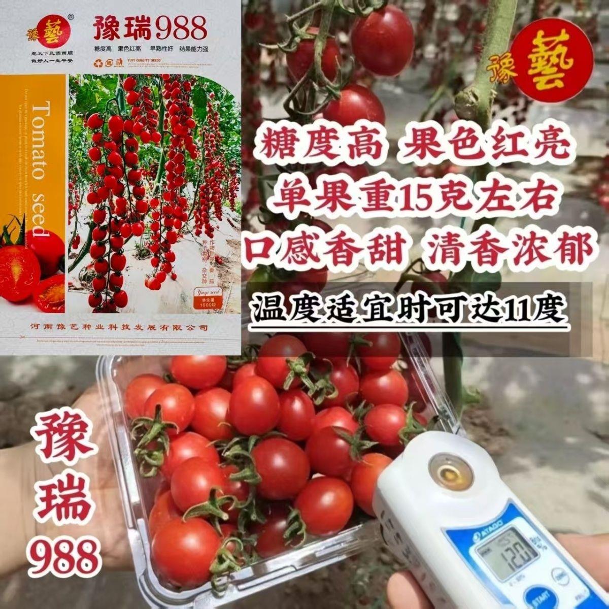 豫瑞998樱桃小番茄种子早熟无限生长型口感好高糖耐裂春秋基地播