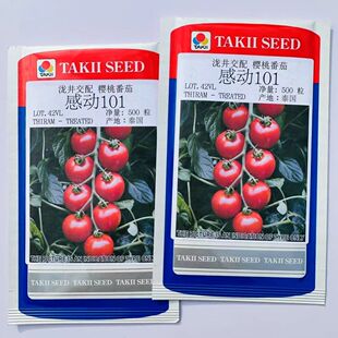 日本泷井樱桃番茄种子感动101无限长生型早熟圆果型小西红柿种籽