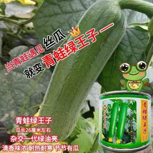 青蛙绿王子短棒油皮丝瓜种籽高产抗病春秋耐热油亮丝瓜基地专用种