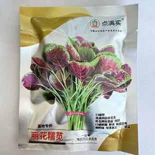 丽花糯苋苋菜种子四倍体苋菜早中熟肉厚耐热耐旱基地大田