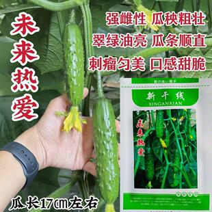 新干线黄瓜未来热爱黄瓜种子强雌性油亮翠绿高产甜脆水果黄瓜种子