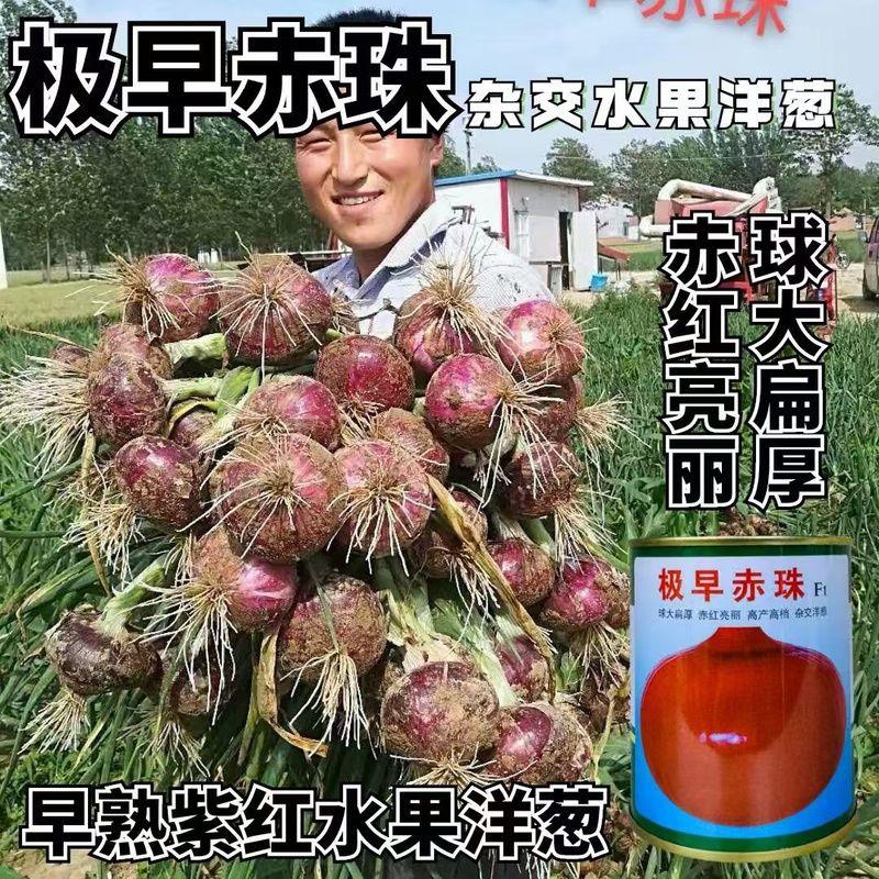 极早赤珠紫皮洋葱种子早熟高产水果洋葱种籽球大扁厚中日照品质高