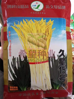 久星十五号15号韭菜种子抗病高产韭黄抗灰霉病衰老辛香味浓种子