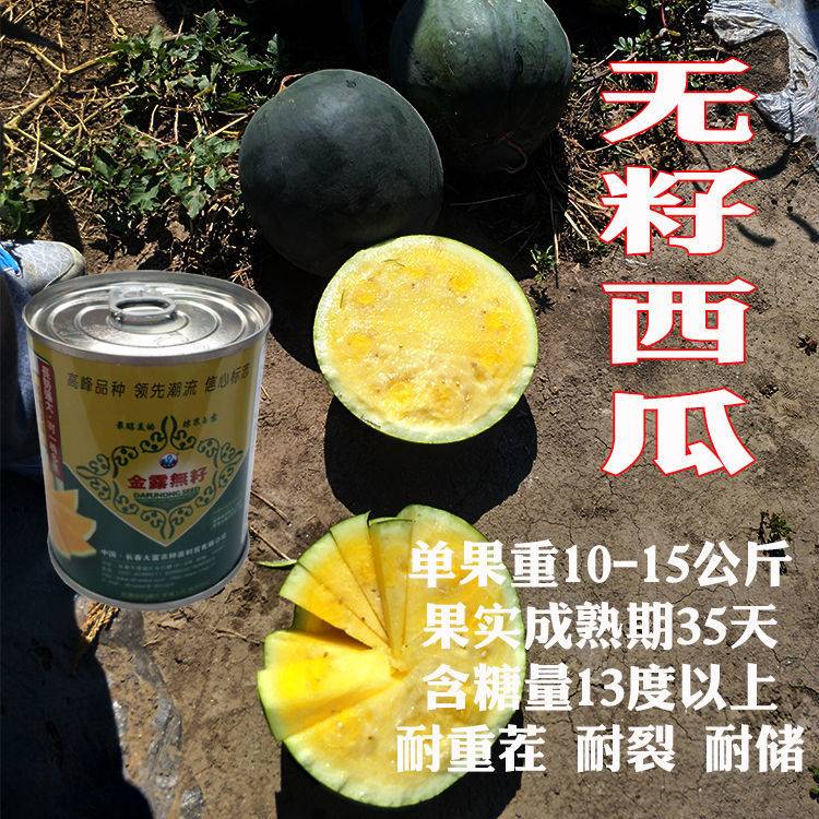 金露无籽西瓜种子黄肉西瓜黑皮黄瓤春夏季种植超甜水果黄心瓜种籽 - 实物图