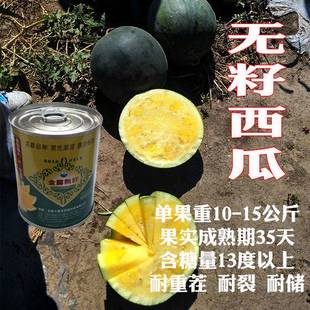 金露无籽西瓜种子黄肉西瓜黑皮黄瓤春夏季种植超甜水果黄心瓜种籽