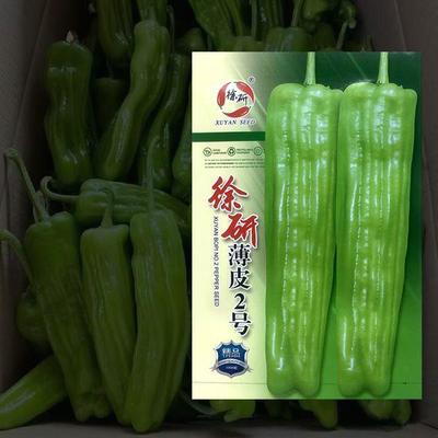 黄绿皮薄皮辣椒种子早熟泡椒微辣徐研薄皮2号泡椒高产辣椒种子