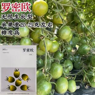 罗密欧番茄种子绿色椭圆型樱桃番茄种子糖度高植株无限生长型春季