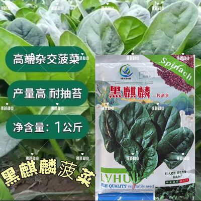 黑麒麟菠菜叶肉厚生长快韧性好抗寒耐病毒高产叶片圆宽大上市快