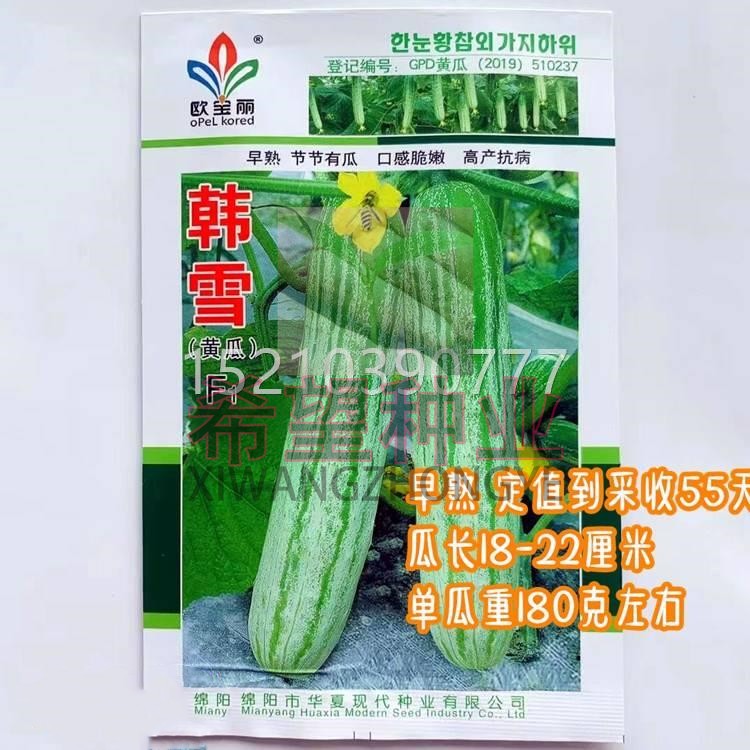 韩雪黄瓜子早熟季甜油脆UCP春秋四奶黄瓜籽南种北方阳台盆栽蔬菜图片