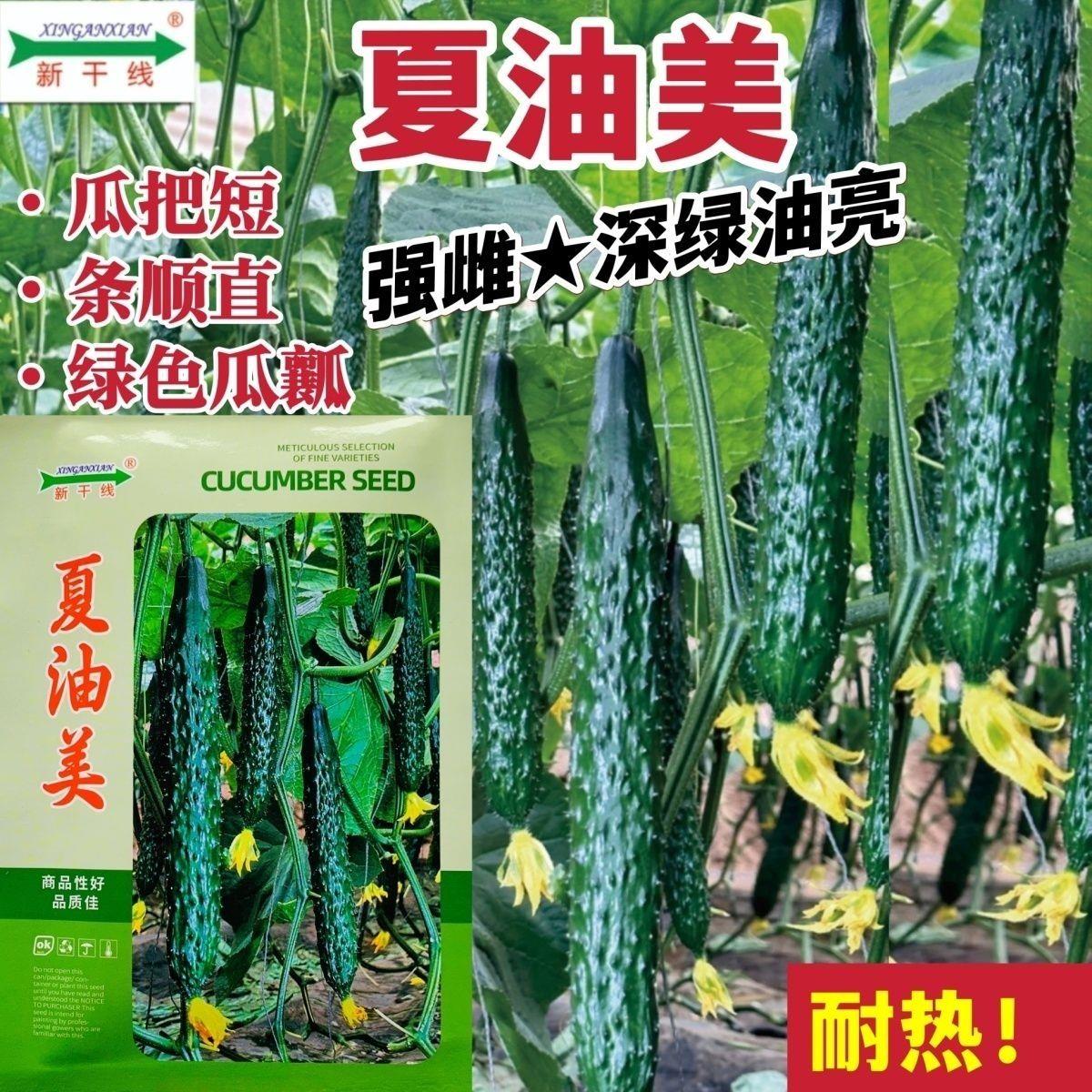 新干线夏油美黄瓜种子高产耐热强雌绿心油亮黄瓜种籽绿肉春夏秋季图片