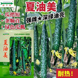 新干线夏油美黄瓜种子高产耐热强雌绿心油亮黄瓜种籽绿肉春夏秋季