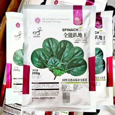 全能趴地王菠菜种子深绿油黑发亮菠菜种子耐抽苔叶片肥厚菠菜种子