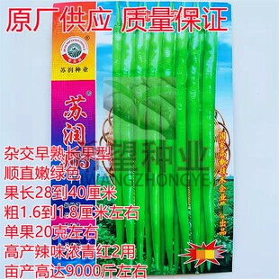 苏润903线椒种子早熟翠绿色中长果薄皮辣椒种子抗病高产辣味浓