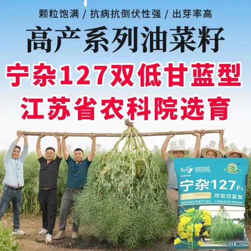 宁杂127油菜种子高产高油抗病抗倒耐寒杂交甘蓝型油菜籽