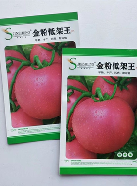 金粉低架王/普拉提 番茄种子早熟粉红大果型西红柿种籽自封顶高抗