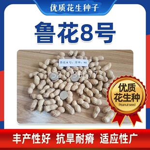 鲁花号薄高产8壳大粒红花生特种子种籽带壳HHW红皮花生米孑大高出