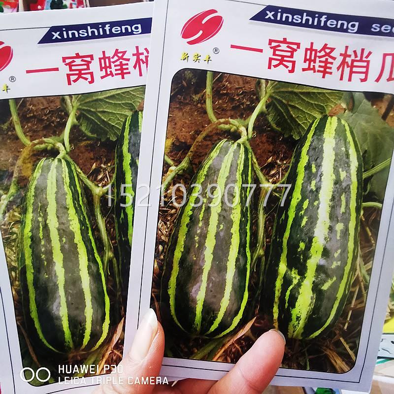 梢子早熟花春皮一窝蜂梢瓜种种籽花皮瓜酥瓜菜OMD瓜季夏季四季甜