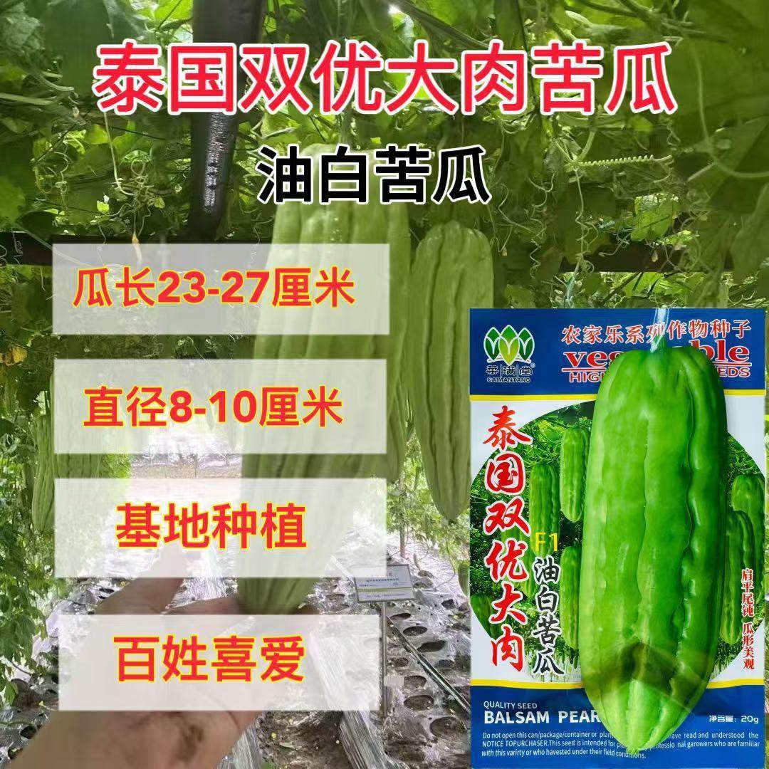 泰国双优大肉苦瓜种子油白苦瓜种籽菜园大田春夏播高产瓜条长肉厚