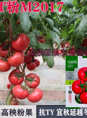 T粉M2017番茄种籽高秧粉果抗TY硬度好耐裂耐低温坐果强西红柿种子
