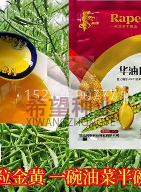 油100油菜子高产高油VSD早熟矮抗杆倒种华伏农家秋播黄籽白菜型种