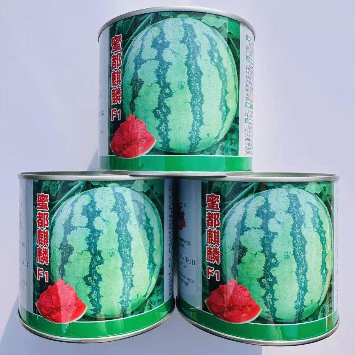 卡其蜜都麒麟西瓜种子早熟圆形含糖量高瓤色粉红皮薄脆甜西瓜种籽