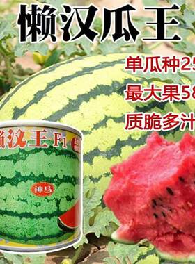 超甜懒汉王西瓜种子籽特大巨型早熟耐重茬春季大田易种植水果种籽