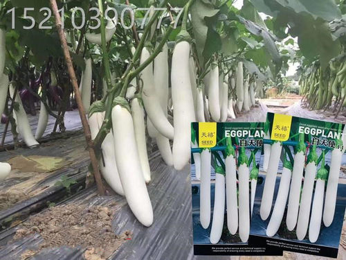 白天使白茄子种子广东潮汕象牙白茄种籽长白茄种农家春秋蔬菜种孑