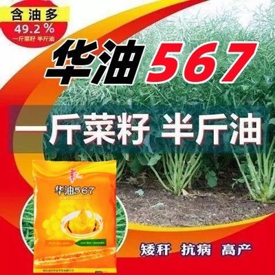 高产油菜种子华油567甘蓝型黄油菜种子高出油矮杆抗倒抗病冬油菜