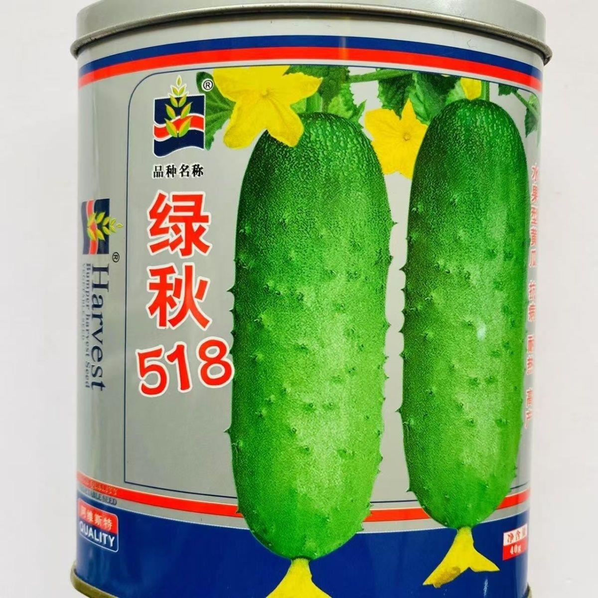 绿秋518水果黄瓜种子 高产抗病耐高温连续结瓜力强水果黄瓜种子